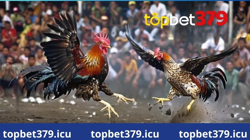 Mẹo chơi đá gà Topbet379 bất bại dễ thắng