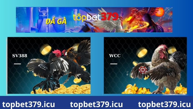 SV388 - Những sảnh đá gà hot nhất tại Topbet379